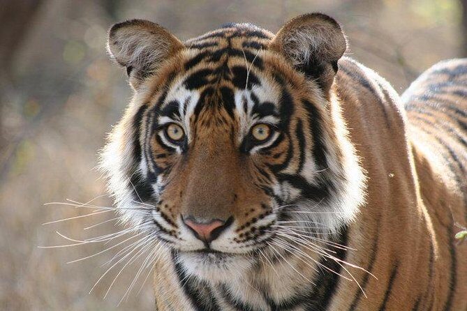 2-Day Private Tour to Ranthambhore Tiger Safari Tour from Jaipur - Key Highlights You’ll Actually Feel