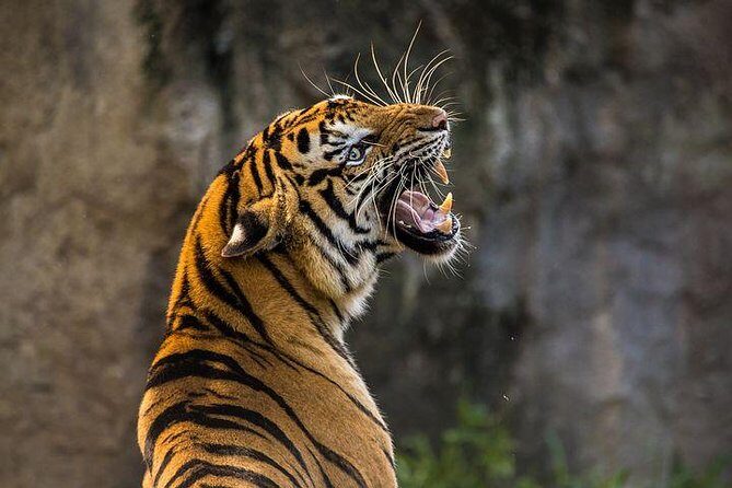 2-Day Private Tour to Ranthambhore Tiger Safari Tour from Jaipur - Why Ranthambhore Is the Right Target for a Short Trip
