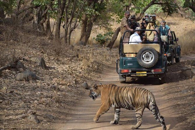 2-Day Private Tour to Ranthambhore Tiger Safari Tour from Jaipur - Return Drive to Jaipur: What Happens After the Park Day