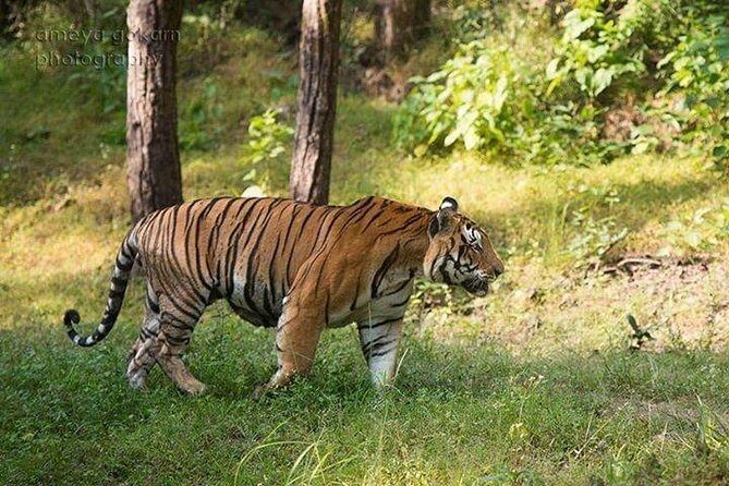2-Day Private Tour to Ranthambhore Tiger Safari Tour from Jaipur - Jaipur Pickup and the Drive to Sawai Madhopur (The Day 1 Reset)