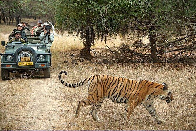 2-Days Private Ranthambhore Tiger Tour from Jaipur - Jaipur Pickup to Ranthambhore: The Morning Setup That Saves Your Energy