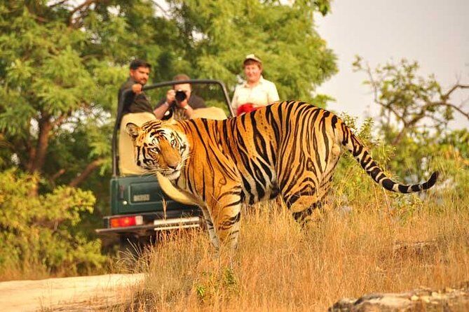 2-Days Private Ranthambhore Tiger Tour from Jaipur - The Naturalist on Safari: How Pro Help Changes What You Notice