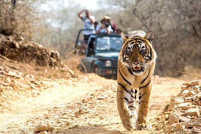 2-Days Private Ranthambhore Tiger Tour from Jaipur - What You’ll See Besides Tigers: The Real Point of Tiger Country