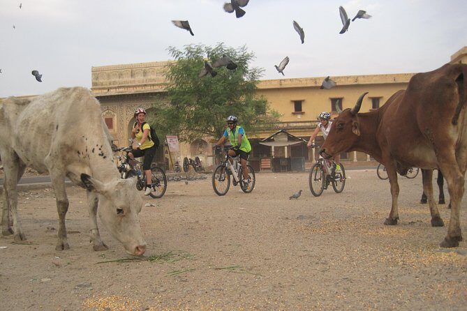3-Hour Morning Bike Tour of Jaipur - What You Ride: Trek, Giant, Marin Bikes, Helmets, and the E-Rickshaw Backup