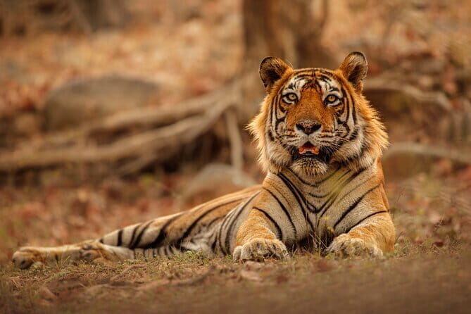 Day Trip from Jaipur to Ranthambore Safari - Quick highlights for your Jaipur–Ranthambore safari day