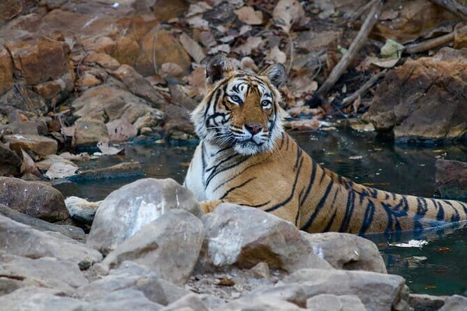 Day Trip from Jaipur to Ranthambore Safari - Price and what you truly get for $106.67