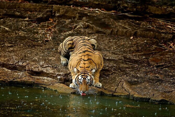 Day Trip from Jaipur to Ranthambore Safari - Entering Ranthambore: the safari window you plan around