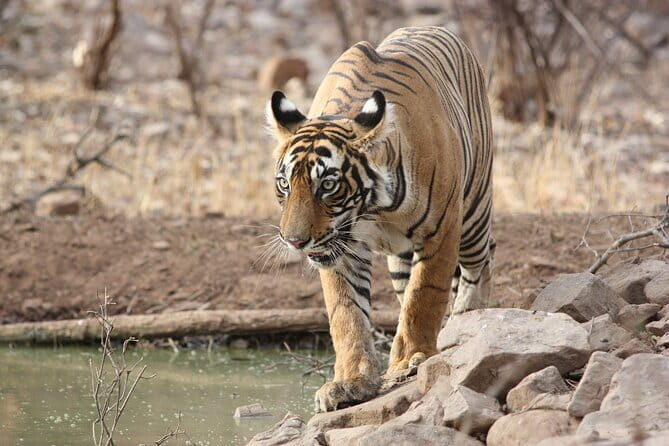 Day Trip from Jaipur to Ranthambore Safari - Jeep (Gypsy) vs Canter: choosing the right style of safari