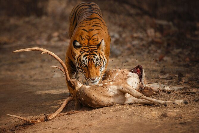 Day Trip to Ranthambore Tiger Reserve from Jaipur - Key Things to Know Before You Go
