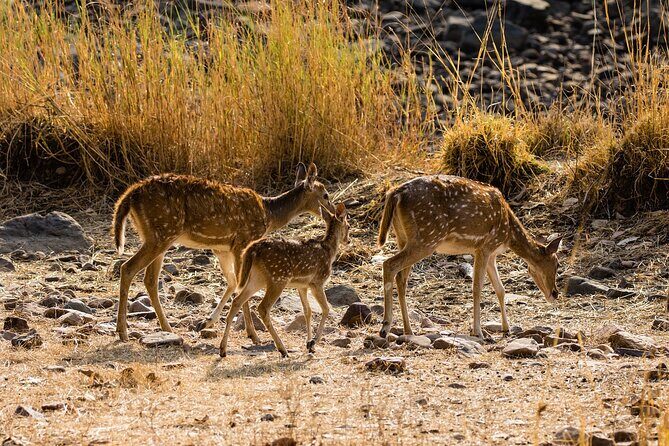 Day Trip to Ranthambore Tiger Reserve from Jaipur - Jaipur to Ranthambore in an A/C Car: What the Long Ride Feels Like