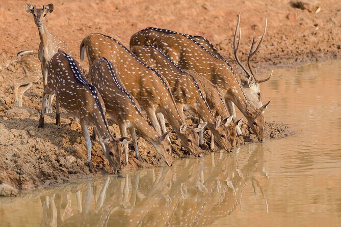 Day Trip to Ranthambore Tiger Reserve from Jaipur - Game Drive Reality Check: Jeep vs Canter Safari