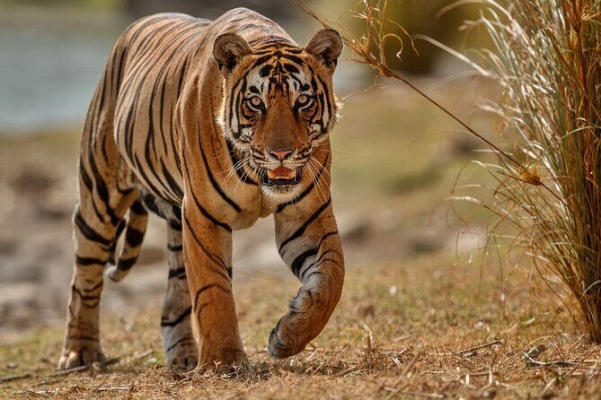 Day Trip to Ranthambore Tiger Reserve from Jaipur - Wildlife Chances: Crocodiles, Deer, Leopards, and Tiger Odds