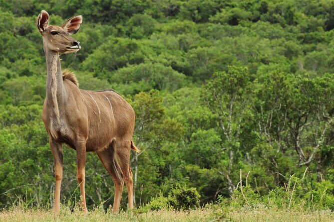 Day Trip to Ranthambore Tiger Reserve from Jaipur - Ranthambore Fort: The UNESCO Stop That Breaks Up the Day