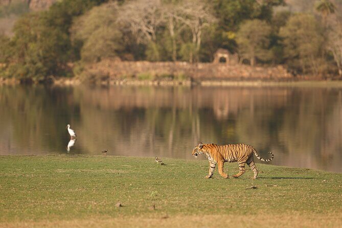 Day Trip to Ranthambore Tiger Reserve from Jaipur - Timing and Comfort Tips for a 12-Hour Day