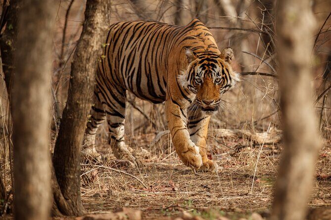 Day Trip to Ranthambore Tiger Reserve from Jaipur - Who This Day Trip Suits Best