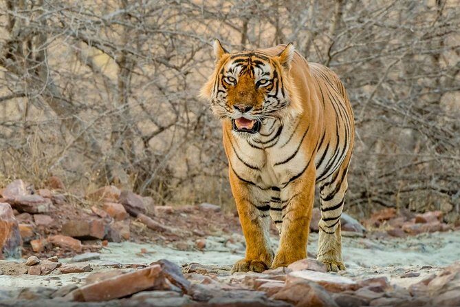 Day Trip to Ranthambore Tiger Safari from Jaipur - Key things that make this day trip tick