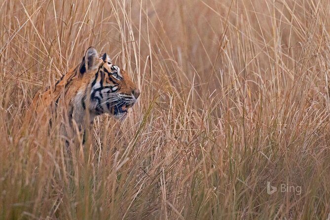 Day Trip to Ranthambore Tiger Safari from Jaipur - Beyond the safari: Jaipur monuments and the time squeeze