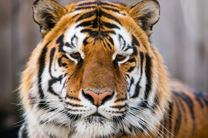 Day Trip to Ranthambore Tiger Safari from Jaipur - Jaipur to Ranthambore: private A/C comfort and a driver you can count on