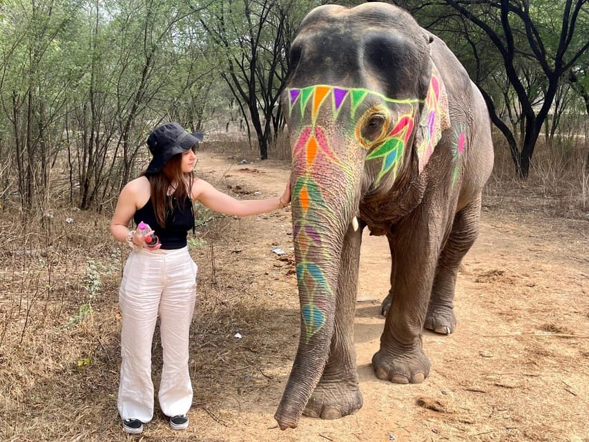 Elefun Best Elephant Sanctuary in Jaipur - Key highlights you’ll feel right away