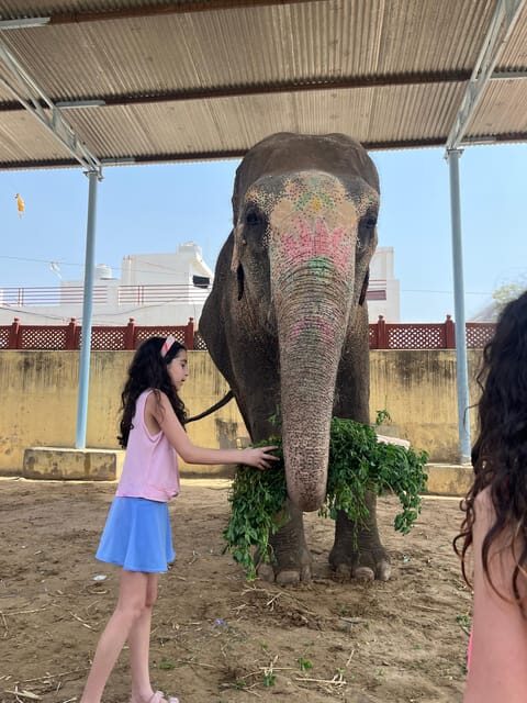 Elefun Best Elephant Sanctuary in Jaipur - Sanctuary setup: eco-friendly habitats and individual space