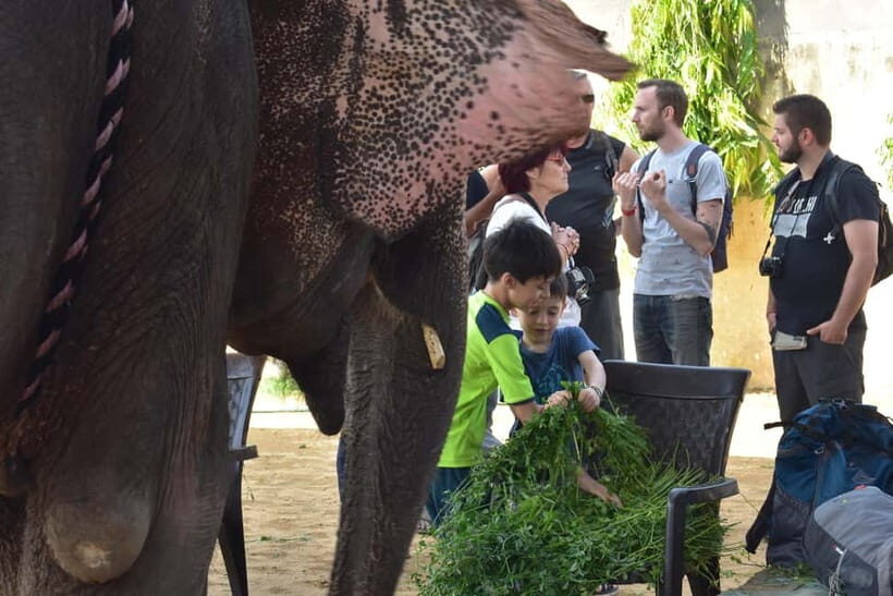 Elefun Best Elephant Sanctuary in Jaipur - Arrival tea and the guided flow that keeps things calm