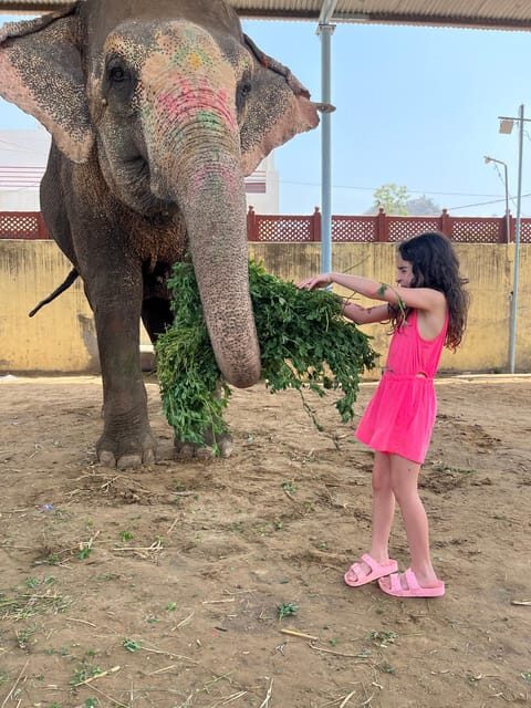 Elefun Best Elephant Sanctuary in Jaipur - Walking alongside the elephant (no rides) for ethical engagement