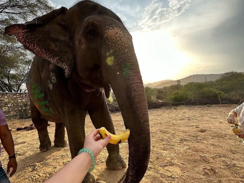 Elephant Sanctuary for Best elephant experience in Jaipur - Who This Jaipur Elephant Sanctuary Is Best For