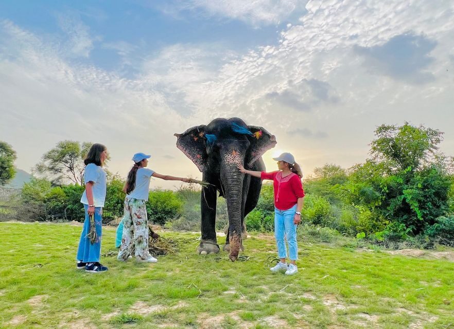 Elephant Sanctuary for Best elephant experience in Jaipur - Getting to Elefanjoy Elephant Sanctuary from Jaipur: the Smooth Start