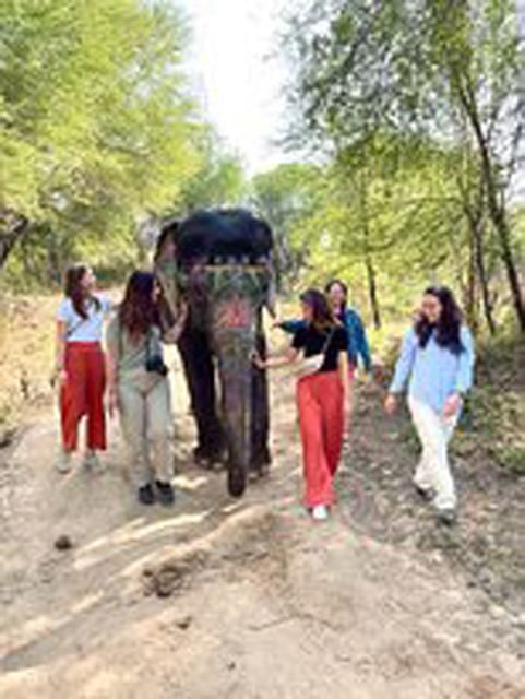 Elephant Sanctuary for Best elephant experience in Jaipur - Rescued Elephants and Sanctuary Life: Learning That Feels Real