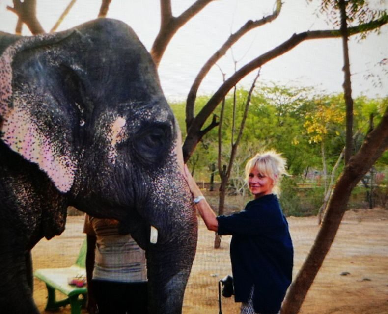 Elephant Sanctuary for Best elephant experience in Jaipur - Your Up-Close Time: From Feeding to Walking with Mala and Pinky