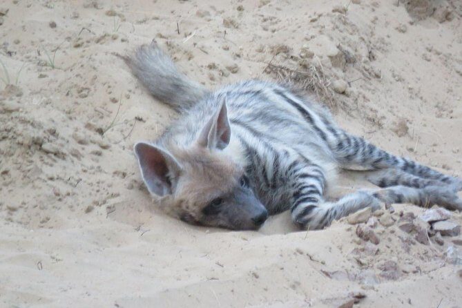 Exclusive Safari at Jhalana Leopard Park Including Transfers - Jhalana Leopard Park Safari: Why It’s a Smart Day From Jaipur