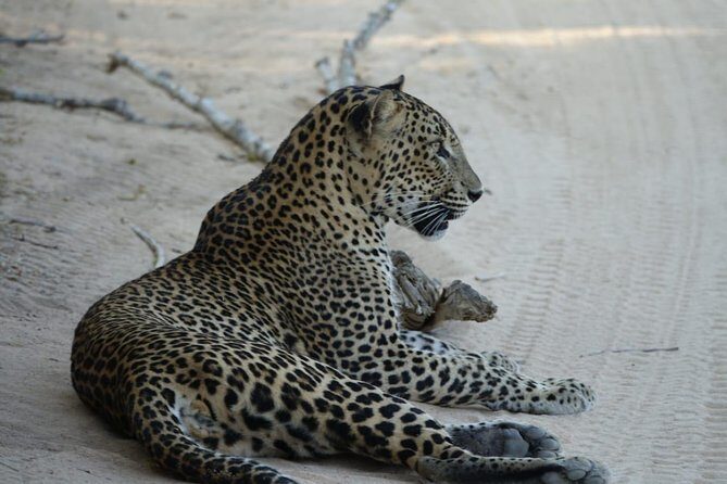 Exclusive Safari at Jhalana Leopard Park Including Transfers - Price and Value: Is $162 Fair for What You’re Getting?