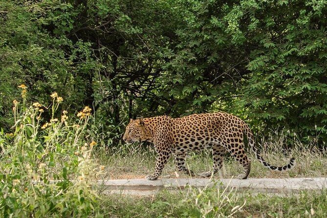 Exclusive Safari at Jhalana Leopard Park Including Transfers - Jeep Congestion: How Other Vehicles Can Affect the Vibe
