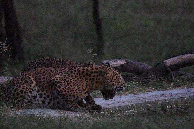 Exclusive Safari at Jhalana Leopard Park Including Transfers - Who This Safari Fits Best (And Who Might Be Happier Elsewhere)