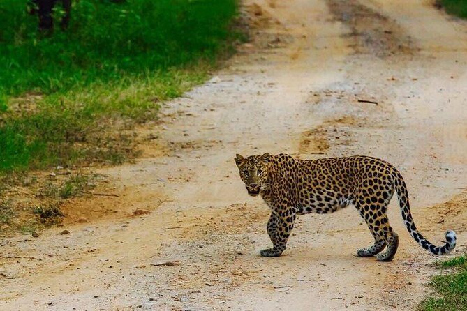 Exclusive Safari at Jhalana Leopard Park Including Transfers - Pickup Times and the 4–5 Hour Reality Check