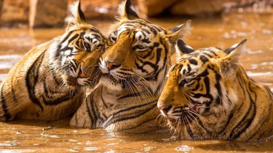 From Delhi: 6-Day Golden Triangle Tour with Ranthambore - Day 3 to Ranthambore: leaving traffic for tiger country