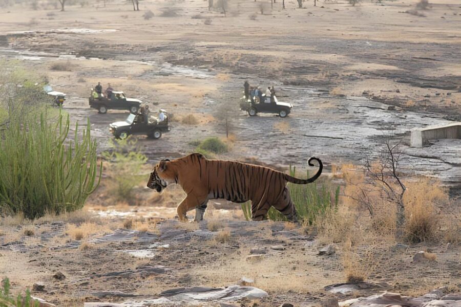From Jaipur : 2 Days Ranthambore Tiger Safari Tour By Car - Key things to know before you go