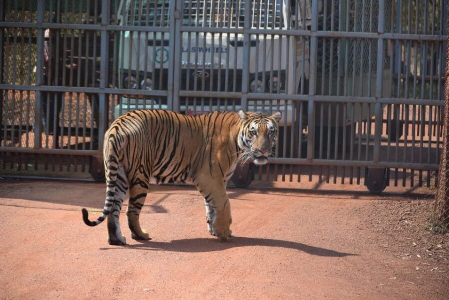 From Jaipur : 2 Days Ranthambore Tiger Safari Tour By Car - Who should book this 2-day Ranthambore tour by car
