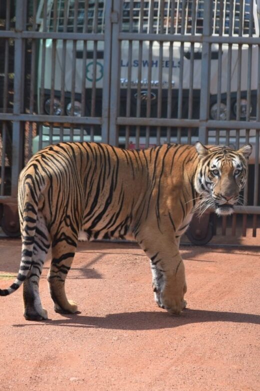 From Jaipur : 2 Days Ranthambore Tiger Safari Tour By Car - Jaipur to Ranthambore by private AC car: the start that sets your mood
