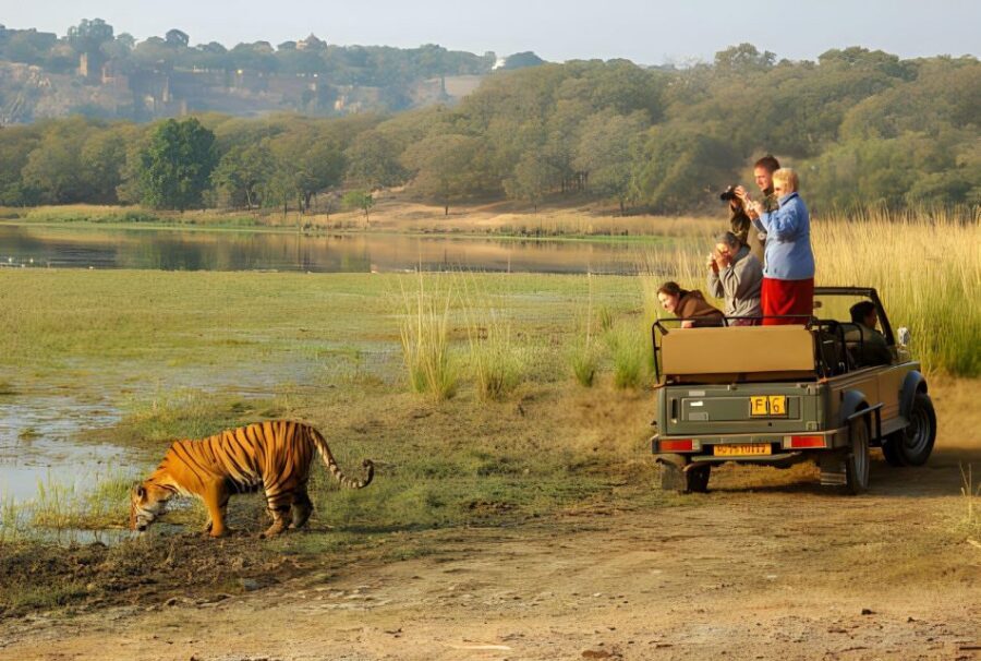 From Jaipur : 2 Days Ranthambore Tiger Safari Tour By Car - Day 2 dawn safari: where the day feels different