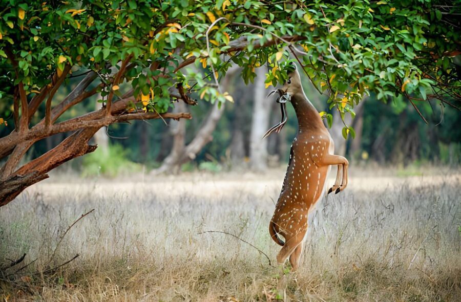 From Jaipur : 2 Days Ranthambore Tiger Safari Tour By Car - Ranthambore Fort after safaris: history plus wide views
