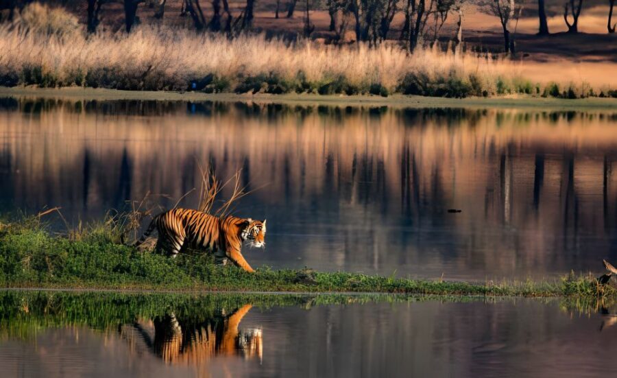 From Jaipur : 2 Days Ranthambore Tiger Safari Tour By Car - Canter safari vs gypsy options: plan your vehicle expectations