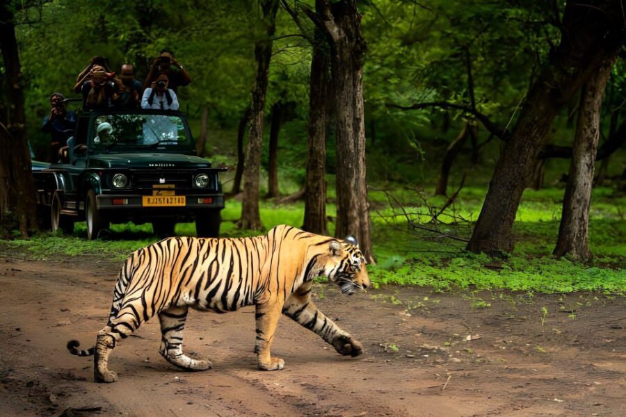 From Jaipur : 2 Days Ranthambore Tiger Safari Tour By Car - Tiger sightings are luck, so manage the one thing you can’t control