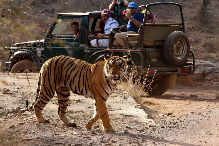 From Jaipur : 2 Days Ranthambore Tiger Safari Tour By Car - Price and value: what $222 covers and what it doesn’t