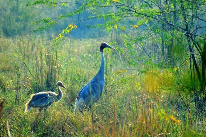 From Jaipur: Bird Safari and Agra sightseeing All-Inclusive - Keoladeo National Park: the bird park that rewards patience