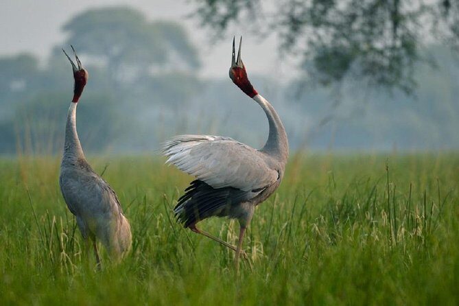 From Jaipur: Bird Safari and Agra sightseeing All-Inclusive - Bharatpur Bird Sanctuary stop: short, useful, and not just filler