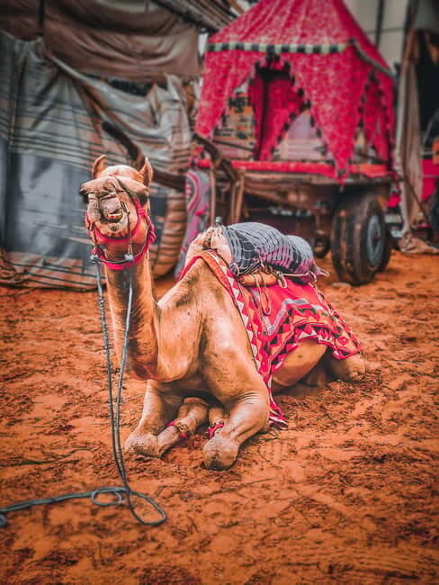 From Jaipur: One-Day Trip From Jaipur to Pushkar - Practical Tips That Make the Day Smoother