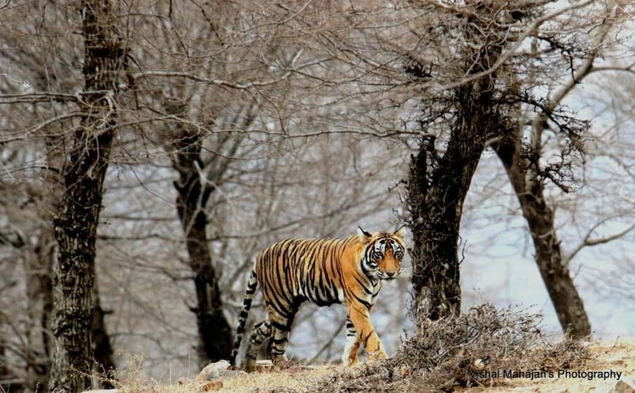 From Jaipur: One Day Trip to Ranthambore Tiger Safari - Key things that make this trip worth your time