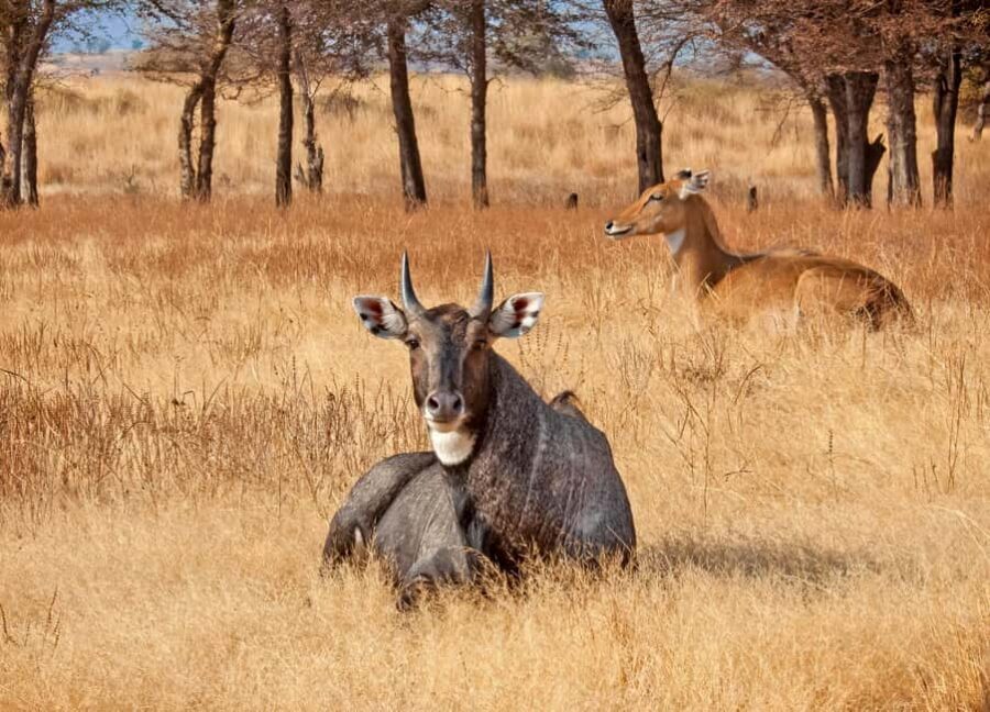 From Jaipur: One Day Trip to Ranthambore Tiger Safari - Jaipur to Sawai Madhopur: The AC Drive That Sets the Pace