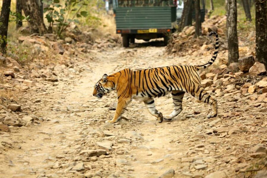 From Jaipur: One Day Trip to Ranthambore Tiger Safari - The 3–4 Hour Safari: Jeep vs Canter and How It Changes Your View